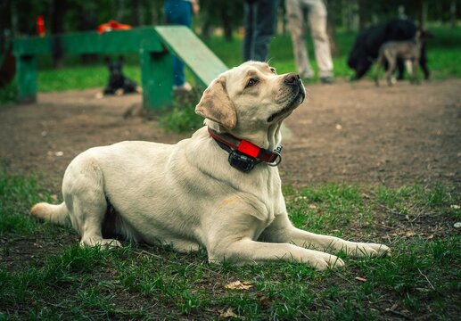 A Labrador retriever with a GPS tracker, lying on the ground in a summer park, looks up at its owner. Dog breeders are in the background.