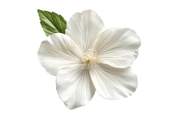 Flower flora blossom isolated on transparent background