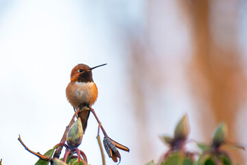 Rufous hummingbird