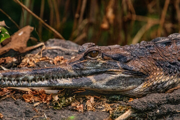 Fototapeta premium Crocodylus niloticus Detail of the skin and open eye