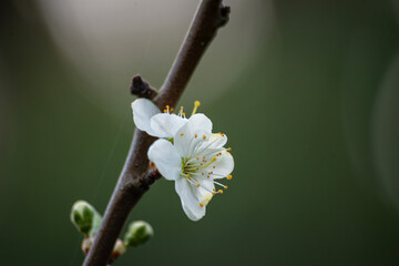 Plumb tree blossom