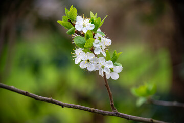 cherry tree blossom