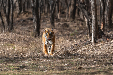 Indian wild royal bengal female tiger or panthera tigris or tigress head on territory strolling in morning summer season jungle safari drive at ranthambore national park forest reserve rajasthan india