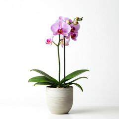 Single orchid flower with stem in ceramic pot isolated on white