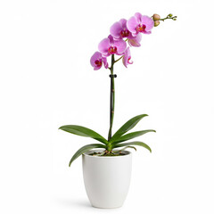 Single orchid flower with stem in ceramic pot isolated on white