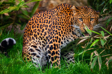 Male Javan leopard Panthera pardus melas of Java, Indonesia.