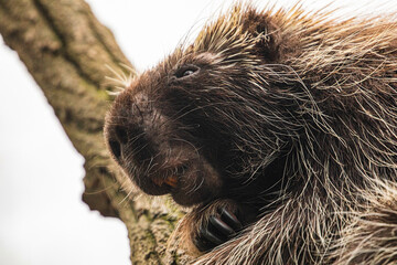 North American Porcupine Erethizon Dorsatum standing tree