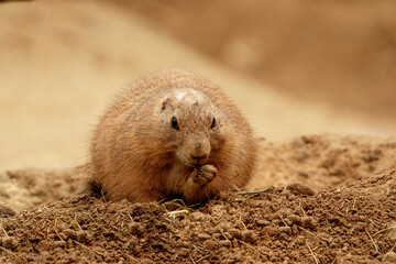 Prairie dogs