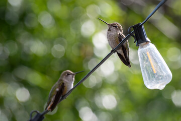 hummingbirds perched 