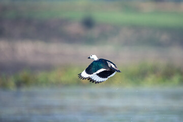 Cotton pygmy goose flying
