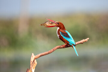 Kingfisher with a fish catch