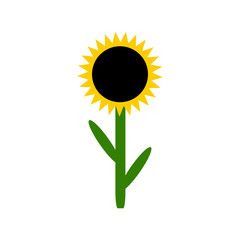 Sunflower on white background. Vector illustration.