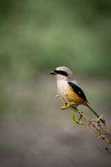 Bay back Shrike
