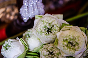 Lotus flowers offered to Buddha in Bangkok, Thailand.