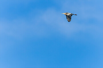Blue Heron in Flight