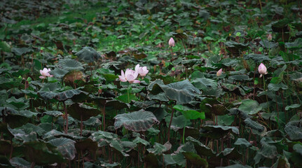 Sacred lotus in the pond of Queen Sirikit Park Bangkok Thailand.