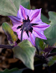 purple eggplant flower