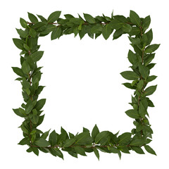 Fototapeta premium Bay Leaf Frame Isolated On PNG Background.