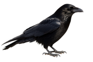 Majestic Raven A Striking Black Bird in Profile