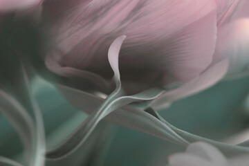 Smoke Close-up Selective soft focus Yellow; green tulip flower petal and leaf. Macro natural...
