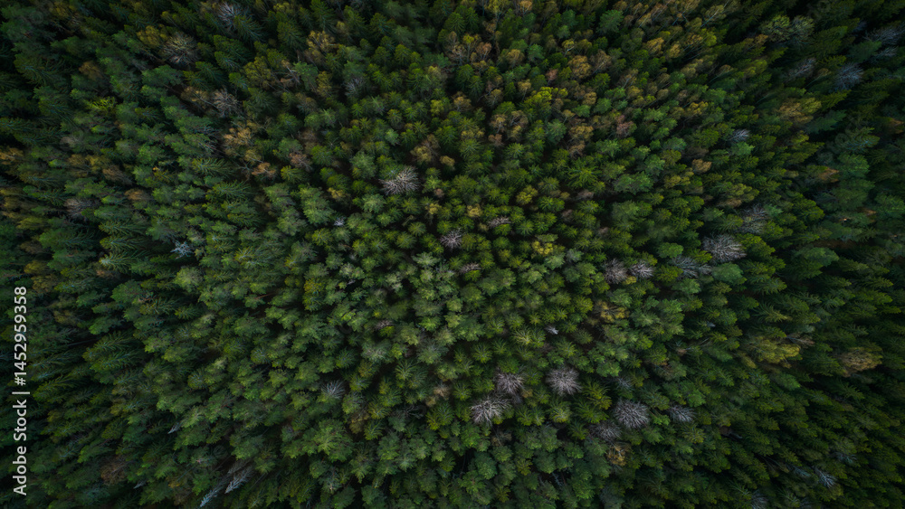 Poster summer forest top view from drone, forest dark green mysterious as flat texture background for page 