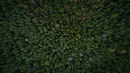 Summer forest top view from drone, forest dark green mysterious as flat texture background for page or banner template