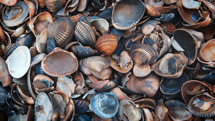A pile of shells with some of them broken. shells are of different sizes and colors. Concept of abundance and variety