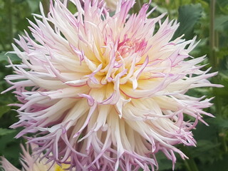 Dahlia in a garden in summer