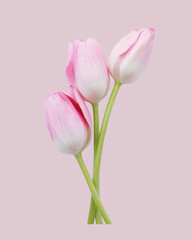 bouquet of pink tulips
