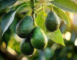 green ripe hass avocados on tree