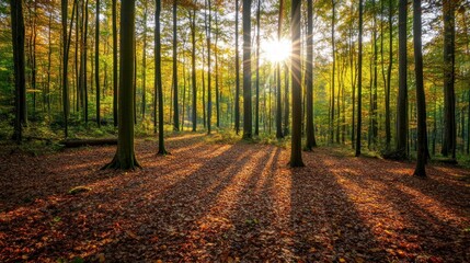 Fototapeta premium Sunlight through autumn trees forest landscape