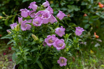 Campanula medium, common name Canterbury bells © mylasa