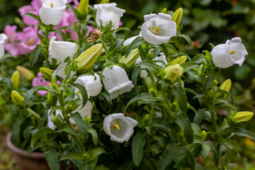 Campanula medium, common name Canterbury bells © mylasa