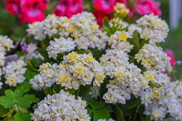 Kalanchoe blossfeldiana is a widely cultivated evergreen houseplant of the Kalanchoe genus native to Madagascar. It is known by English common names such as Flaming Katy, Christmas kalanchoe, etc.
