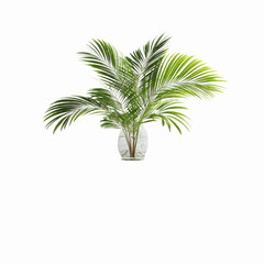 Obraz premium Lush Green Kentia Palm in Clear Glass Vase Against Solid Green Transparent background