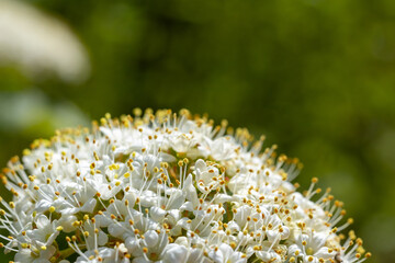 Blüten Macro