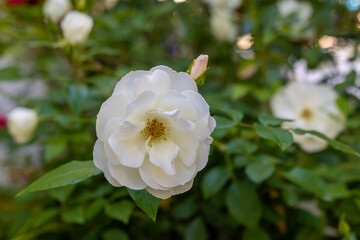 Rosa - alba, the white rose of York, is a hybrid rose of unknown origin that has been cultivated in Europe since ancient times.