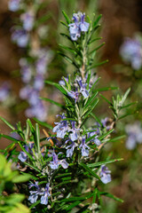 Blooming rosemary in the spring garden