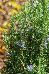 Obraz premium Blooming rosemary in the spring garden