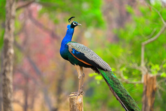Eye of peacock perched on a tree branch in Pench National Park