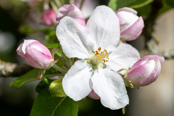 Apfelblüte