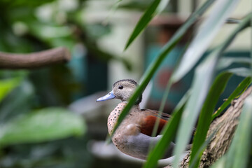 Garganey in the swiss zoo