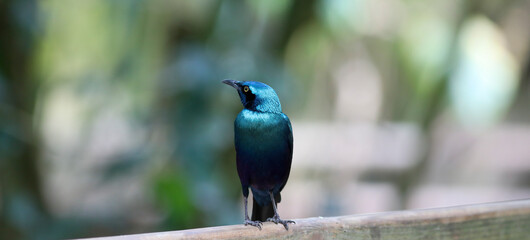  Violet-backed starling in the swiss zoo