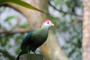 Turaco in the zoo, Switzerland
