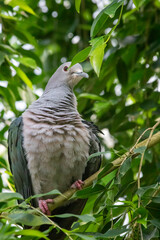 Metallic Pigeon in the swiss zoo