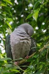 Metallic Pigeon in the swiss zoo