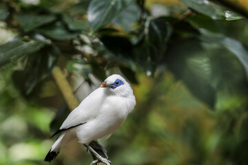 blue and white bird