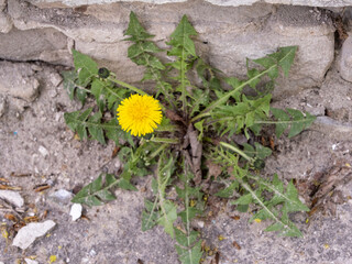 a lonely dandelion bloomed among the stone ruins, selective focus