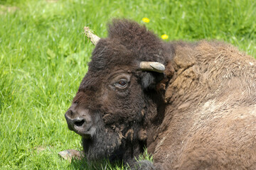 american bison in the field