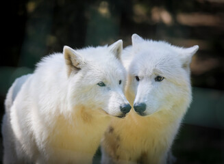 Arctic wolf in the zoo, Switzerland